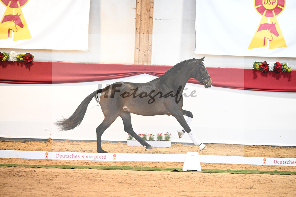 Kat-Nr. 54 Va Bene x Charmeur_Mueller_43231741 | hf-fotografie - Realisiert mit Pictrs.com