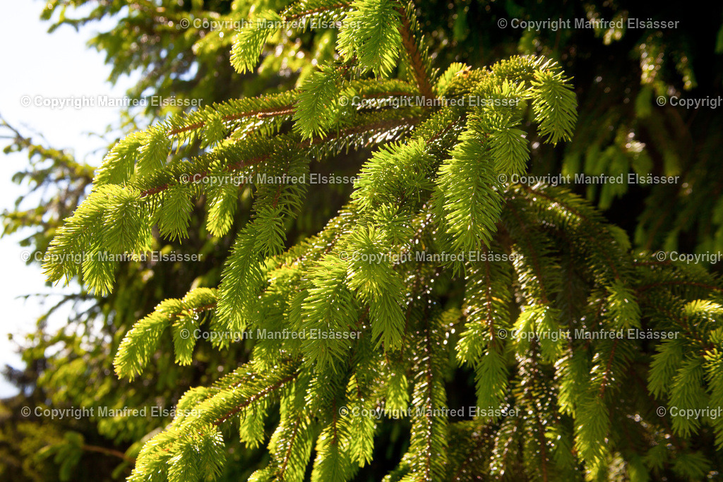 Tannenblüten im Frühling WB-009 | Wald, Ruhe, Erholung, Abschalten, relaxen, Augenoasen, Kraft tanken, Waldbaden, Stress reduzieren, Bäume, Kirschblüten, Frühlingswald, Sonne im Wald, Licht im Wald, Herbstwald, Waldwege, Gebirgswald, Wasser im Wald, Felsen im Wald, - Realisiert mit Pictrs.com