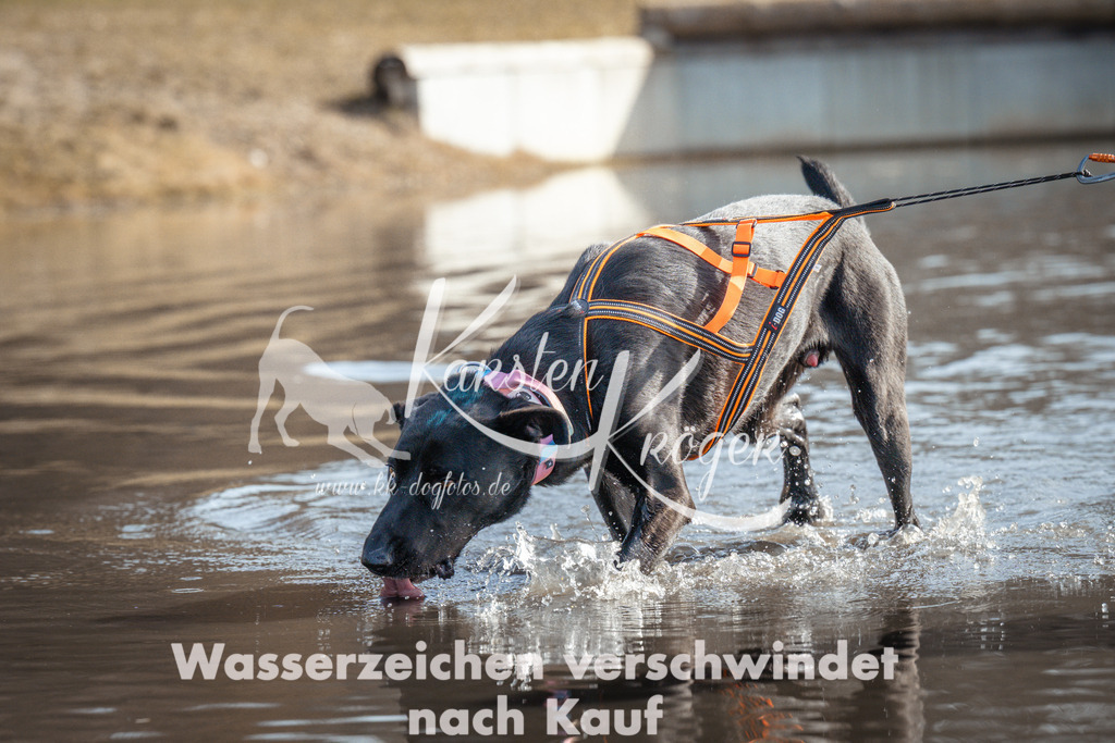 1128_ZZ94771 | kk-dogfotos