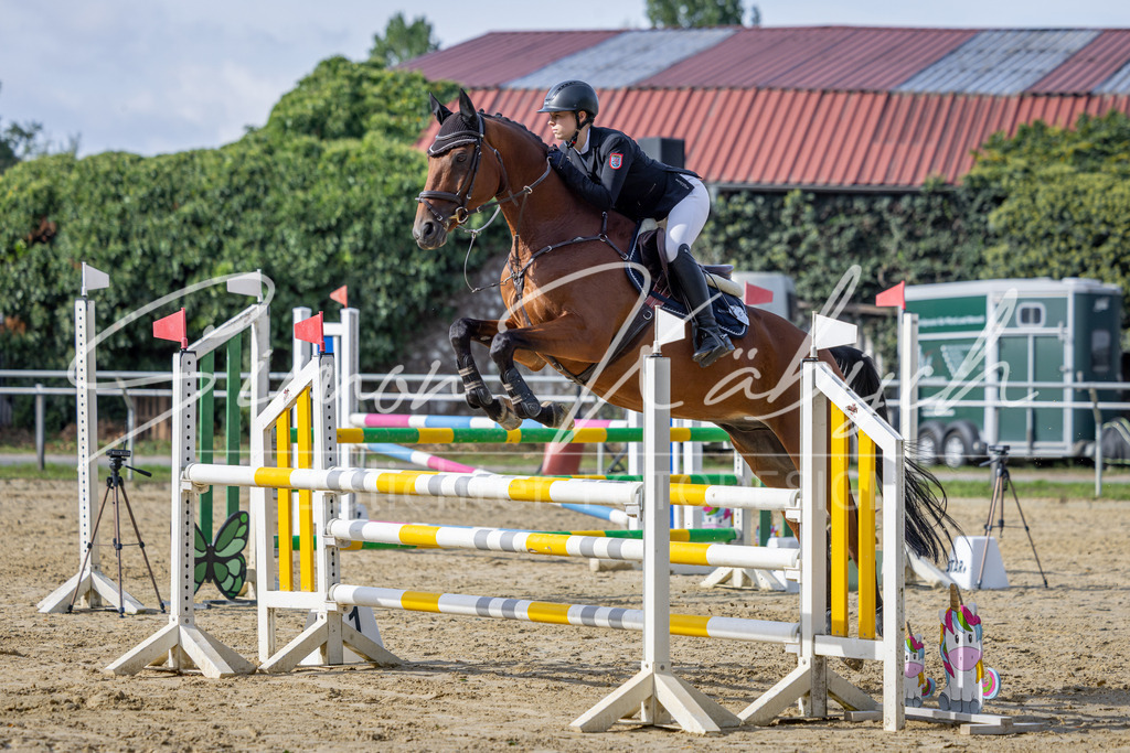 20260905-_3LI7311 | Tierfotografie Pferde, Hunde, Katzen, Haustiere.
Turnierfotografie Reitturniere, Reiten, Springreiten, Dressur in Hanau, dem Main-Kinzig-Kreis und dem Rhein-Main- Gebiet um Frankfurt