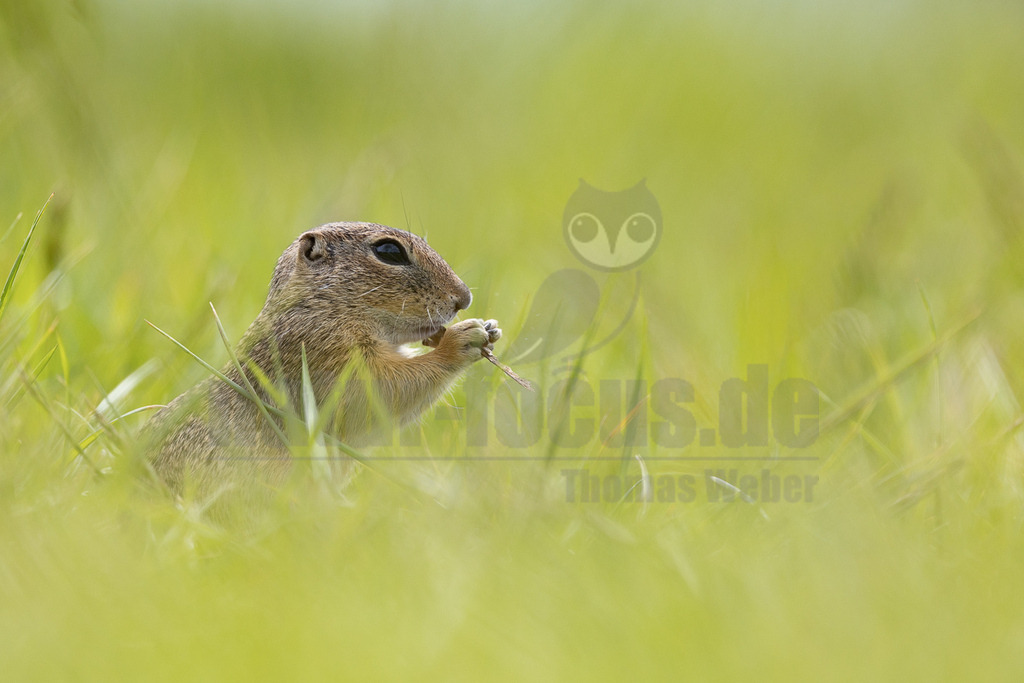 R5M21527_20260521 | Ein Europäisches Ziesel (Spermophilus citellus) sitzt im hellgrünen Gras und hält einen Grashalm in seinen Pfoten, den es gerade frisst. Das Tier ist von der Seite zu sehen, mit dem Kopf nach rechts gerichtet. Der Hintergrund ist unscharf und zeigt weitere grüne Grashalme. - Realisiert mit Pictrs.com