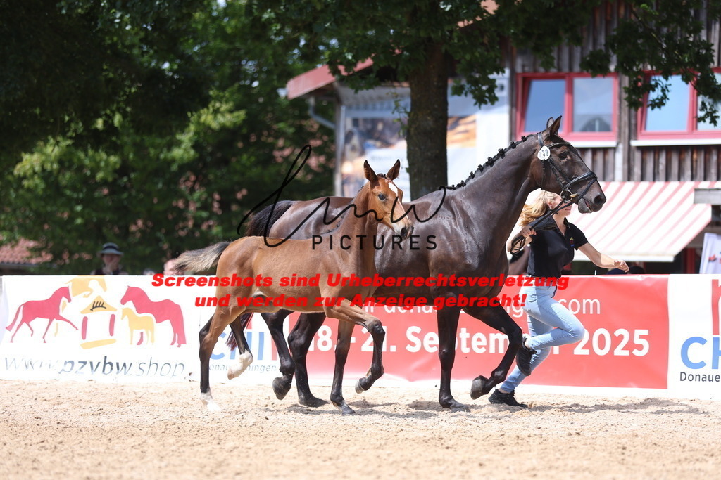 Fohlenschau_Schwäbisch_Hall_springbetonte_Fohlen_KN 39_14 | lmwpictures - Realisiert mit Pictrs.com