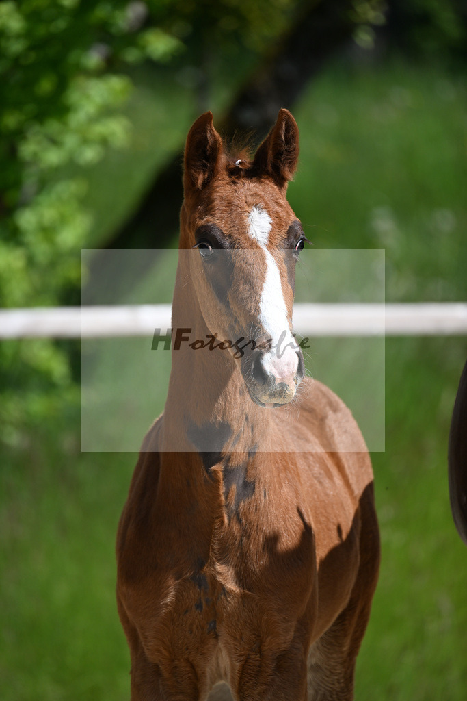 Don Schufro x Don Massimo_HF_Aumer_10250125 | hf-fotografie - Realizzato con Pictrs.com