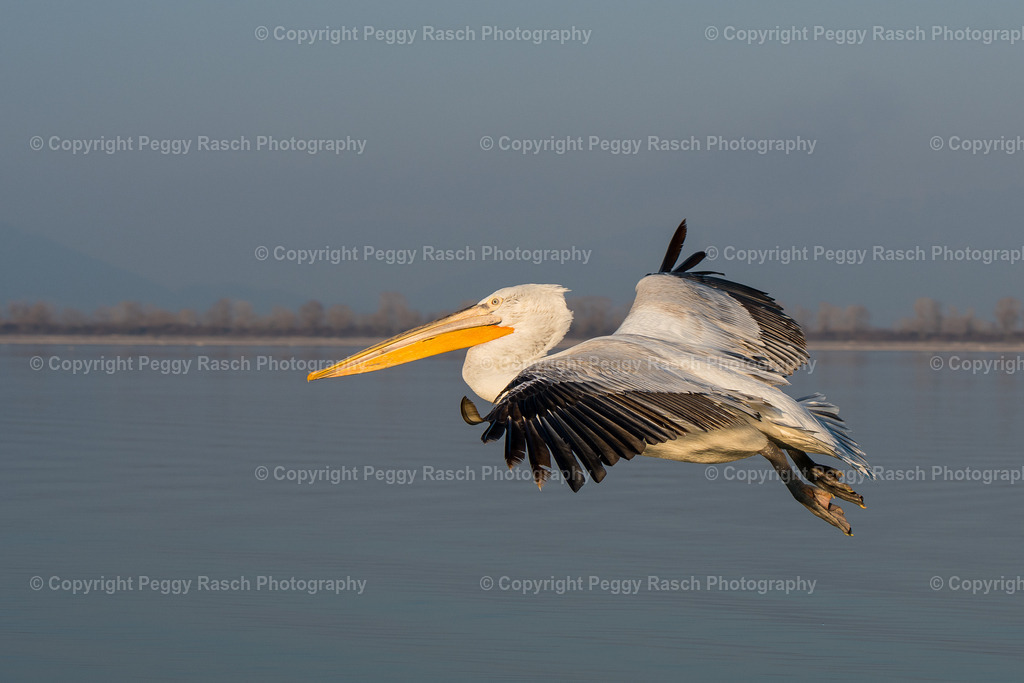 Pelikane (35) | PeggyRaschPhotography - Realisiert mit Pictrs.com