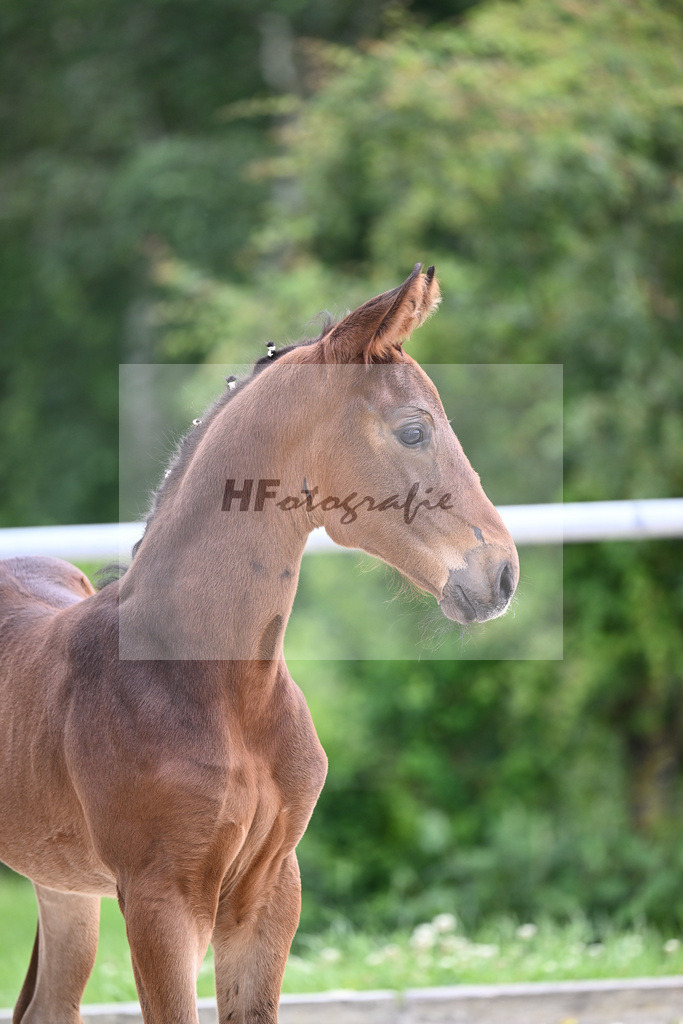 Va Bene x Fidertanz_HF_Koller_20240868 | hf-fotografie - Realisiert mit Pictrs.com