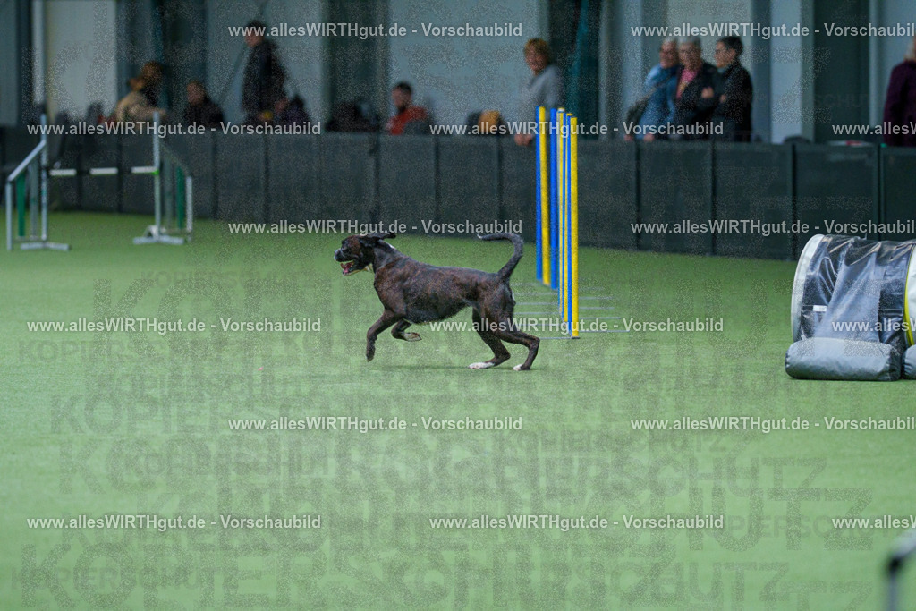 @allesWIRTHgut_Tierfotografie - www.allesWIRTHgut.de - 2604251059-7R500785 | Professionelle Tierfotografie in Mönchengladbach von Daniel Wirth (allesWIRTHgut). Liebevolle & natürliche Bilder von Hunden & Katzen für unvergessliche Erinnerungen.