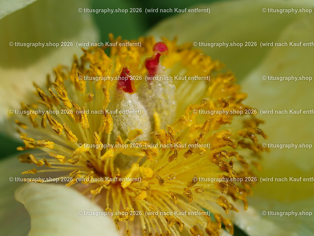 titusgraphy-P5057617_var-007 | Fotokunstarbeit aus der INSTAGRAM-Gallerie auf titusgraphy.eu - Realisiert mit Pictrs.com