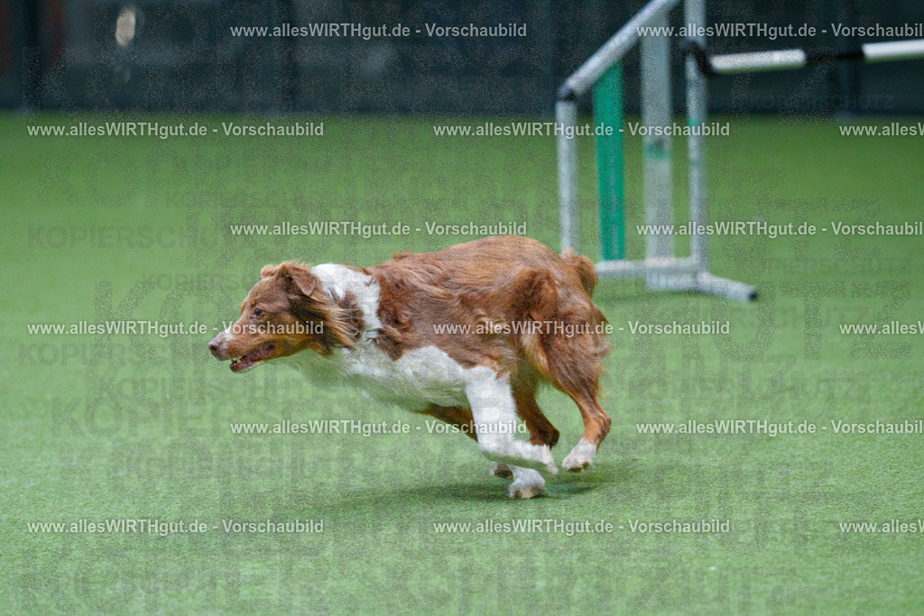 @allesWIRTHgut_Tierfotografie - www.allesWIRTHgut.de - 2604251057-7R500680 | Professionelle Tierfotografie in Mönchengladbach von Daniel Wirth (allesWIRTHgut). Liebevolle & natürliche Bilder von Hunden & Katzen für unvergessliche Erinnerungen.