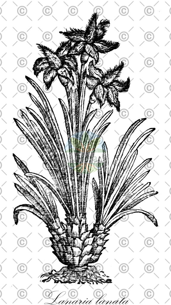 HistAbb_wfo-0000222837_1_ENZY_Simple | Historische Abbildung von Lanaria lanata - Lanariaceae | Historical Illustration of Lanaria lanata - Lanariaceae