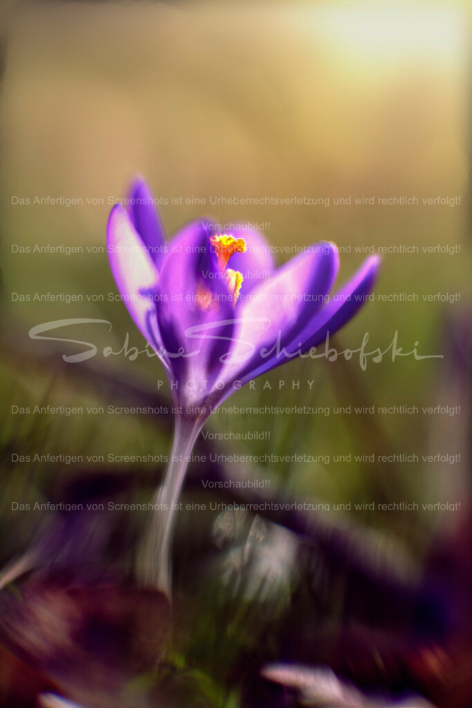 Wandbild Krokus im Morgenlicht | People- und Tierfotografie, Imageaufnahmen, Veranstaltungsfotografie und Wandbilder aus der Natur ★ Made in Germany ✔️ Druck + Downloads ✔️ Naturfotografie in Top Qualität ★ schneller Versand, weltweite Lieferung! - Realisiert mit Pictrs.com