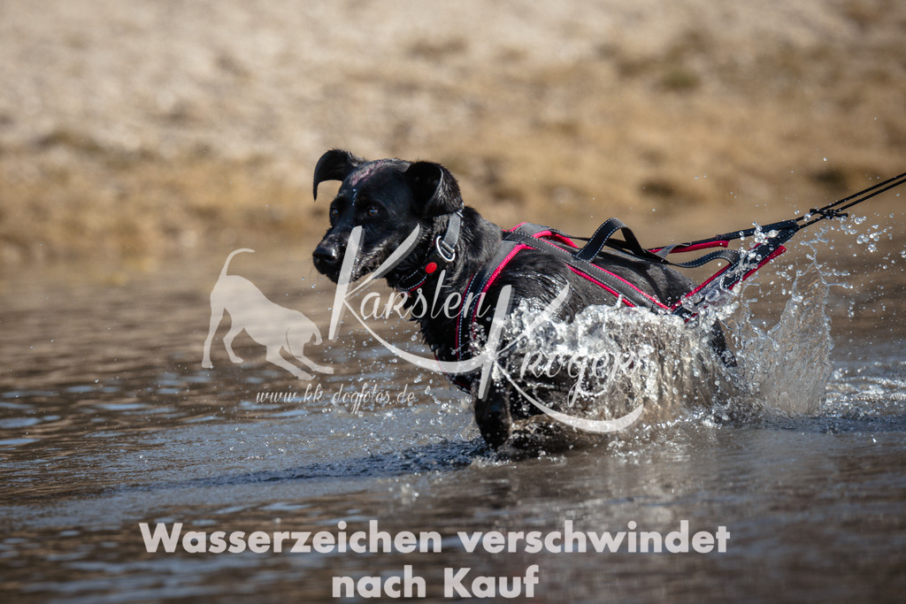 1153_ZZ97133 | kk-dogfotos