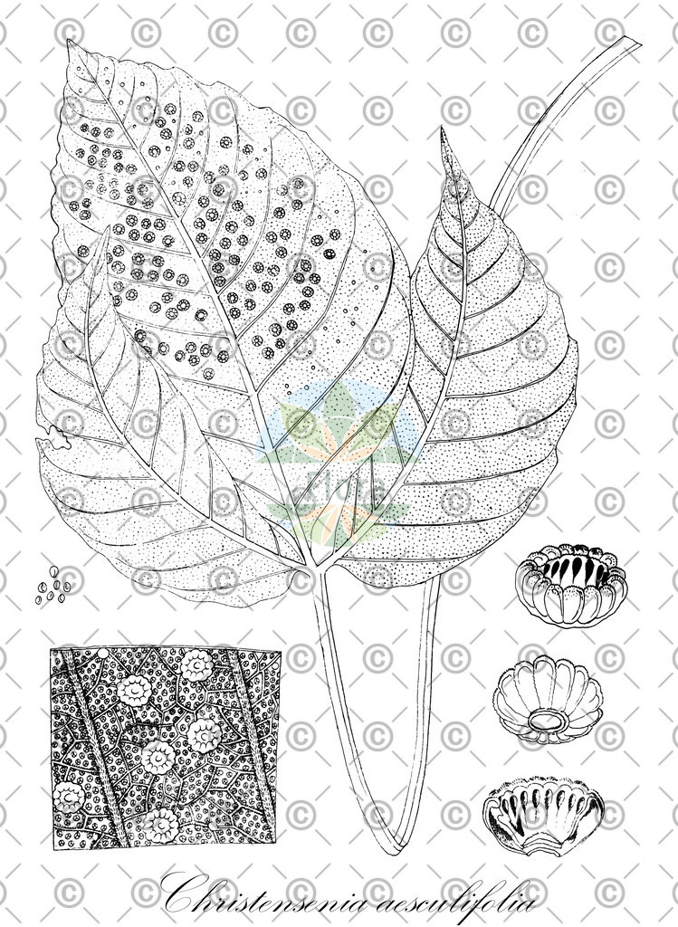HistAbb_wfo-0001117730_2_ENZY_Simple | Historische Abbildung von Christensenia aesculifolia - Marattiaceae | Historical Illustration of Christensenia aesculifolia - Marattiaceae