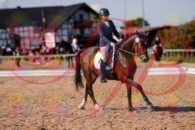 2026_10_03_Siefer-Hof_125752_Z81_46966837 | Professionelle Reitsport-, Turnier- und Eventfotografie von Robert Broda. Galerien mit ausgewählten und bearbeiteten Bildern direkt online ansehen und bestellen.
