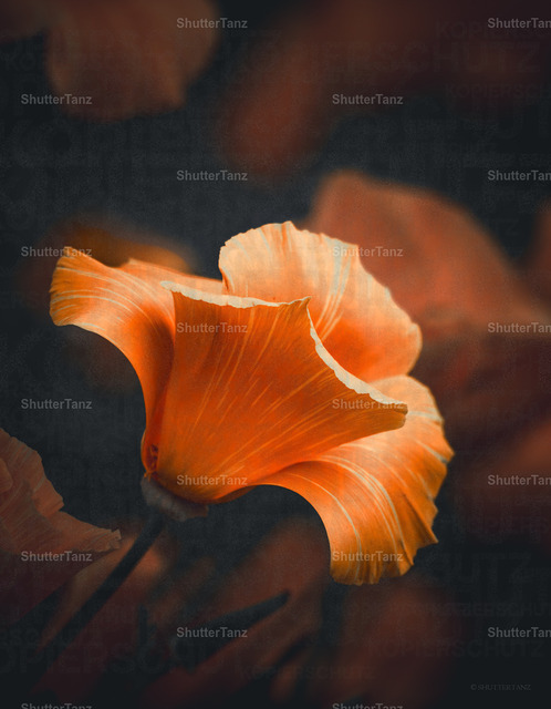 Light | SHUTTERTANZ - Realisiert mit Pictrs.com