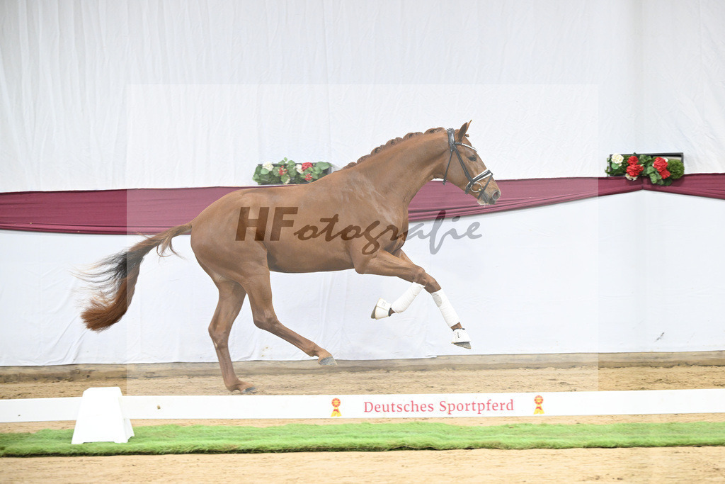 Kat-Nr. 107 Escanto PS x Vitalis_Angelina De Vittorio GmbH u Co. KG_47253432 | hf-fotografie - Realisiert mit Pictrs.com