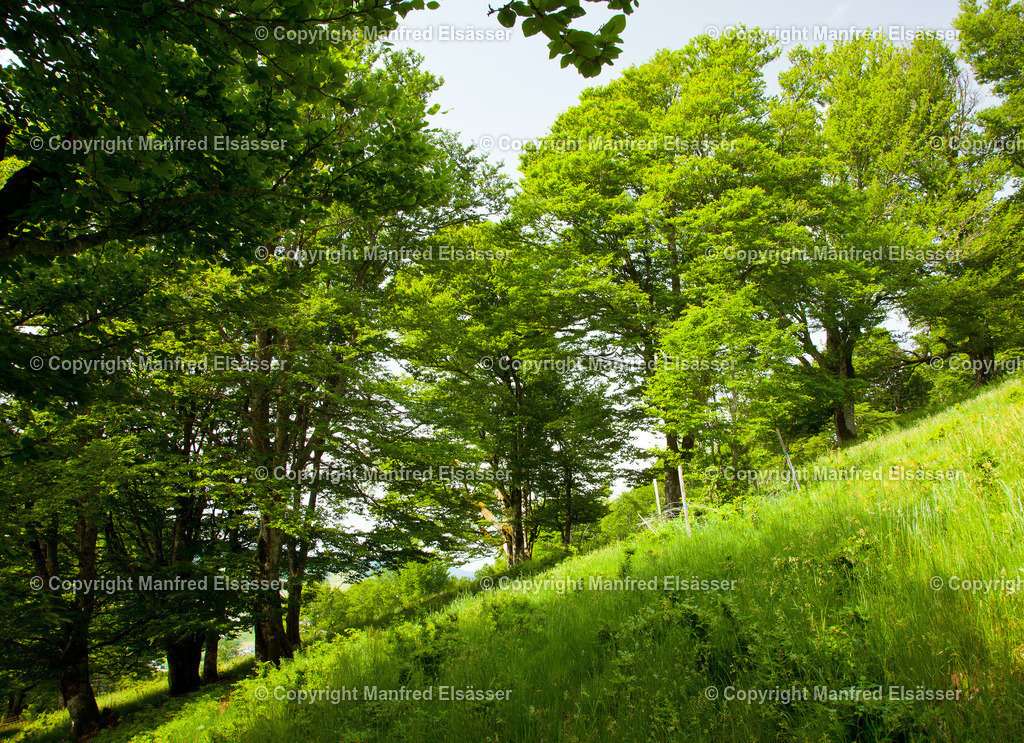WB-037 | Laubwald im Sommer am Steilhang mit Wiese - Realisiert mit Pictrs.com