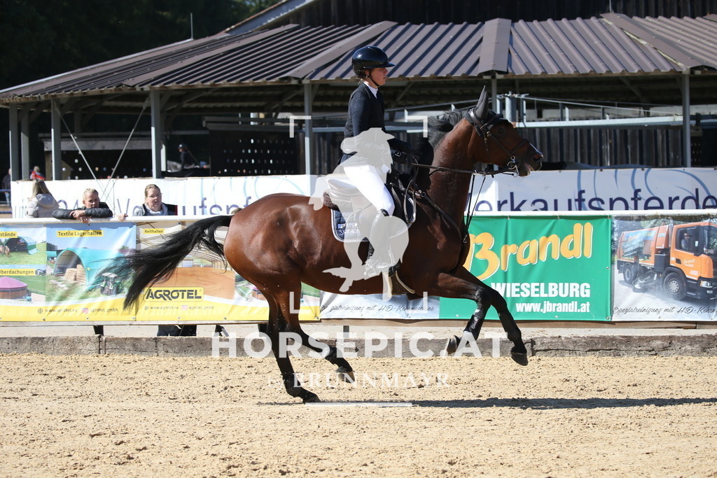 DL2Q2522 | Willkommen bei Brunnmayr - Design & Fotografie – Ihrem Spezialisten für Reitturniere und Pferdeveranstaltungen in Oberösterreich, Salzburg und Bayern! Seit über 17 Jahren sind wir leidenschaftlich dabei.