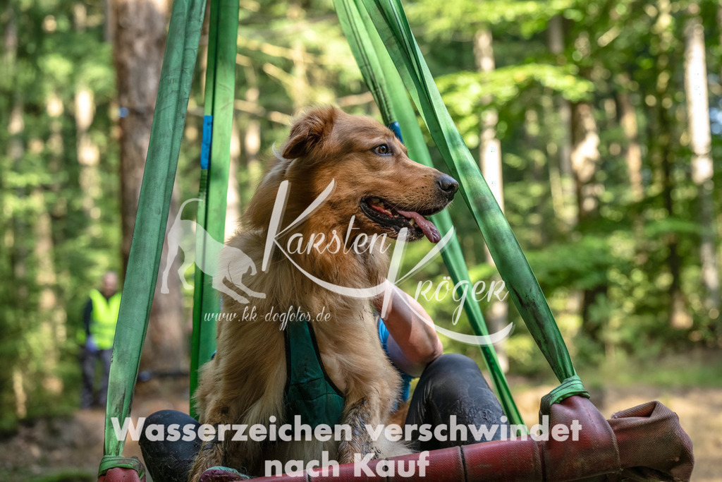 1117_ZZ94609-Bearbeitet | kk-dogfotos