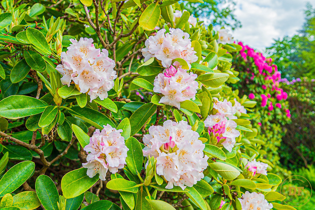 20250511-_1DS0563 | Geschenke, Wandbilder und Accessoires mit Motiven aus Dresden und anderen schönen Orten zur Verschönerung Deines zu Hauses und zum verschenken gewünscht? Wähle Deine Lieblingsbild auf dem Produkt Deiner Wahl. 