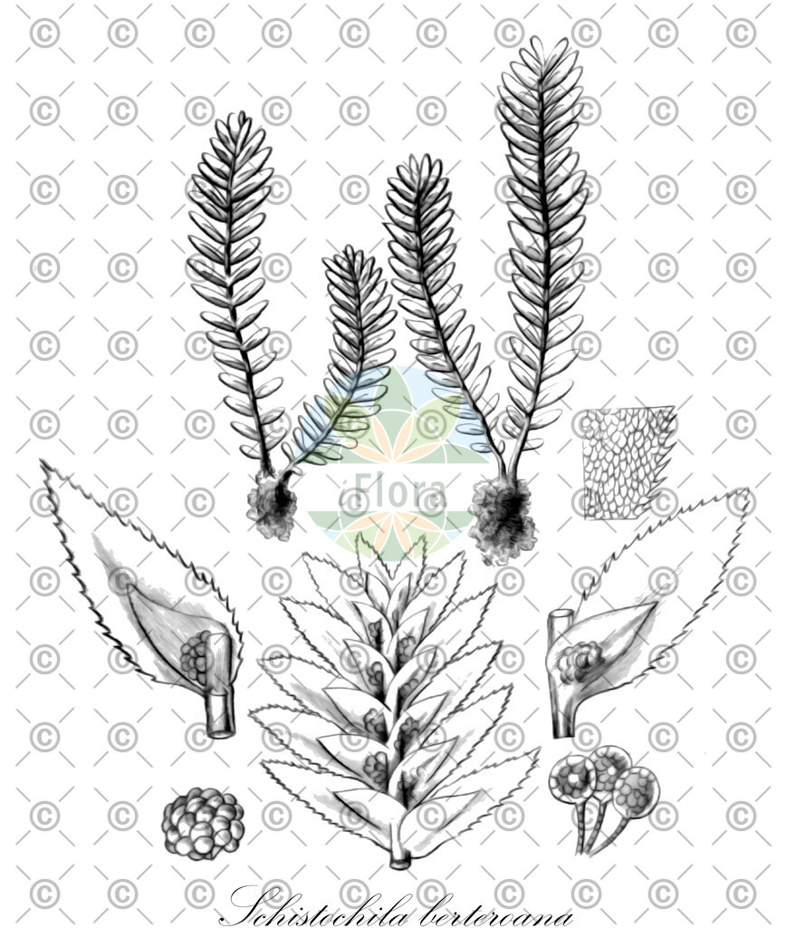 HistAbb_wfo-0001194633_1_ENZY_Simple | Historische Abbildung von Schistochila berteroana - Schistochilaceae | Historical Illustration of Schistochila berteroana - Schistochilaceae