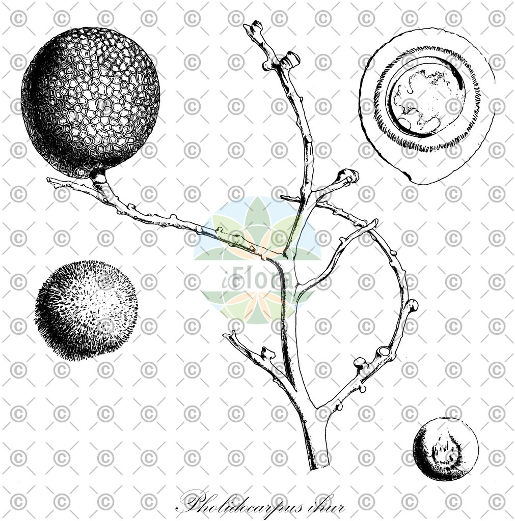 HistAbb_wfo-0001072650_1_ENZY_Simple | Historische Abbildung von Pholidocarpus ihur - Arecaceae | Historical Illustration of Pholidocarpus ihur - Arecaceae