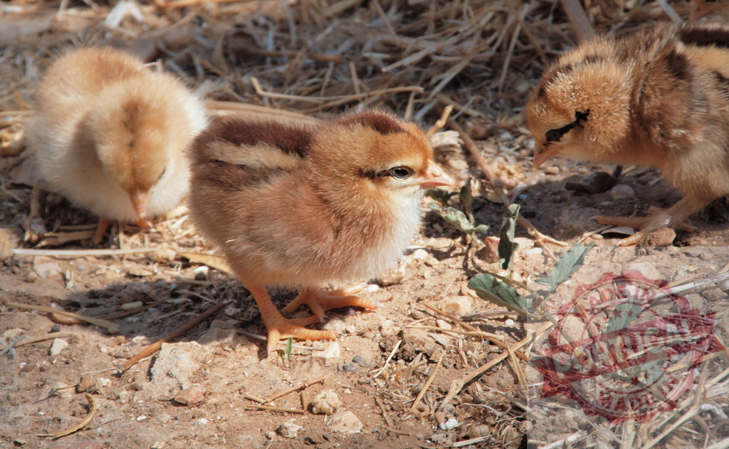Little baby chicks exploring farm ground | Small young chicks walking on dry dirt ground among straw and sparse green plants - Realisiert mit Pictrs.com