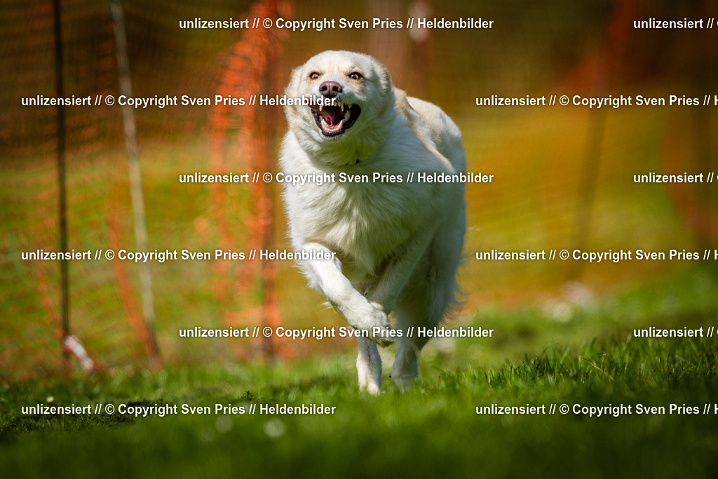 Sven Pries | 2025-04-13 - Hunderennen Baden-Baden - Realisiert mit Pictrs.com