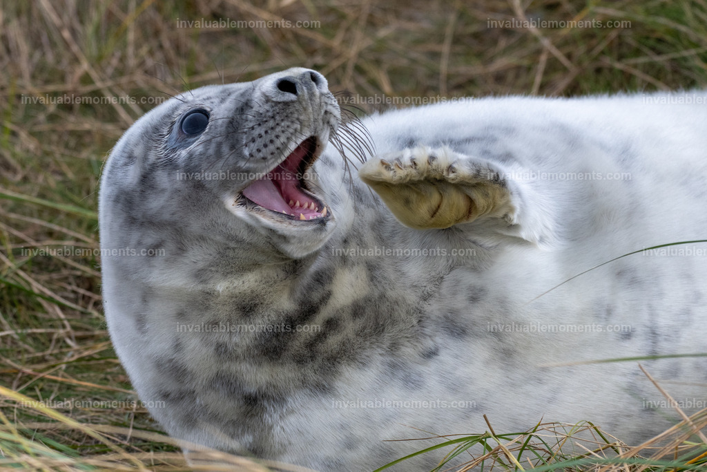 DSC_1218-2-117 | invaluablemoments.com - Realisiert mit Pictrs.com