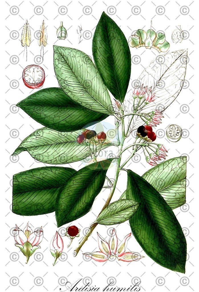 HistAbb_32G8_1_ENZY_Simple | Historische Abbildung von Ardisia humilis - Primulaceae | Historical Illustration of Ardisia humilis - Primulaceae