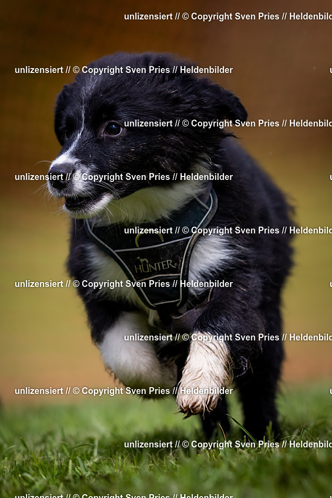 Sven Pries | 2024-04-21 - Hunderennen Baden-Oos
Foto: Sven Pries - Realisiert mit Pictrs.com