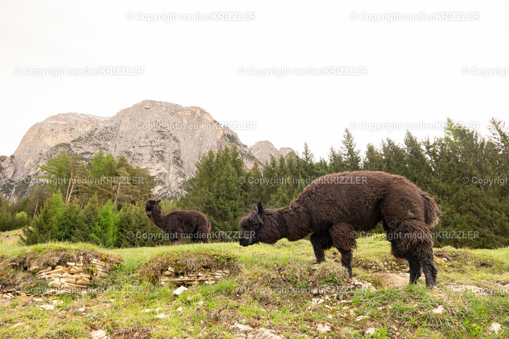 Tuff Alm | medienkrizzler - Realisiert mit Pictrs.com