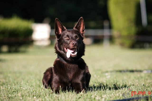 CACIB Aarau | CACIB Aarau, Swiss Dog Show  28062025 Foto: Leo Wyden