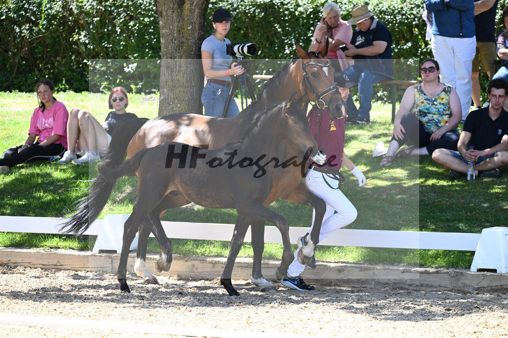 Kat-Nr. 71 HF DSP Va Bene x Antango_Wadenspanner_27230641 | hf-fotografie - Realisiert mit Pictrs.com