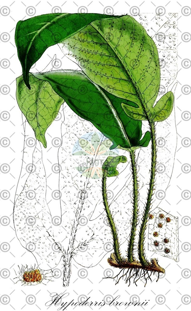 HistAbb_wfo-0001162695_1_ENZY_Simple | Historische Abbildung von Hypoderris brownii - Tectariaceae | Historical Illustration of Hypoderris brownii - Tectariaceae