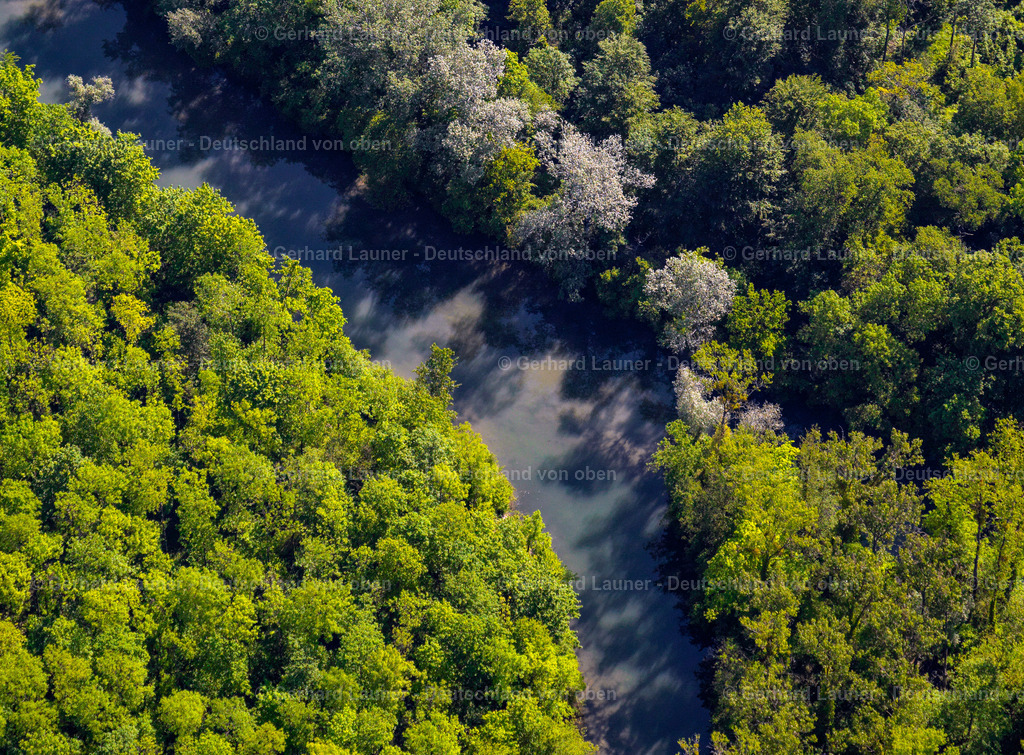 3096307 | Rheinauen bei Weisweil