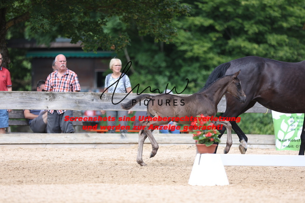Fohlenschau_Schwäbisch_Hall_dressurbetonte_Fohlen_KN 17_2 | lmwpictures - Realisiert mit Pictrs.com