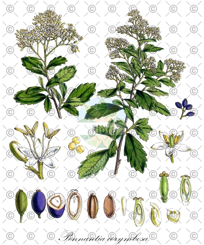 HistAbb_wfo-1200036649_1_ENZY_Simple | Historische Abbildung von Pennantia corymbosa - Pennantiaceae | Historical Illustration of Pennantia corymbosa - Pennantiaceae