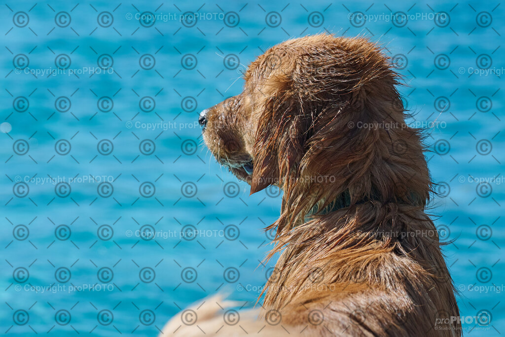 150_202509_4Hundebadetag_NZ9_2608 | proPHOTO - Realisiert mit Pictrs.com