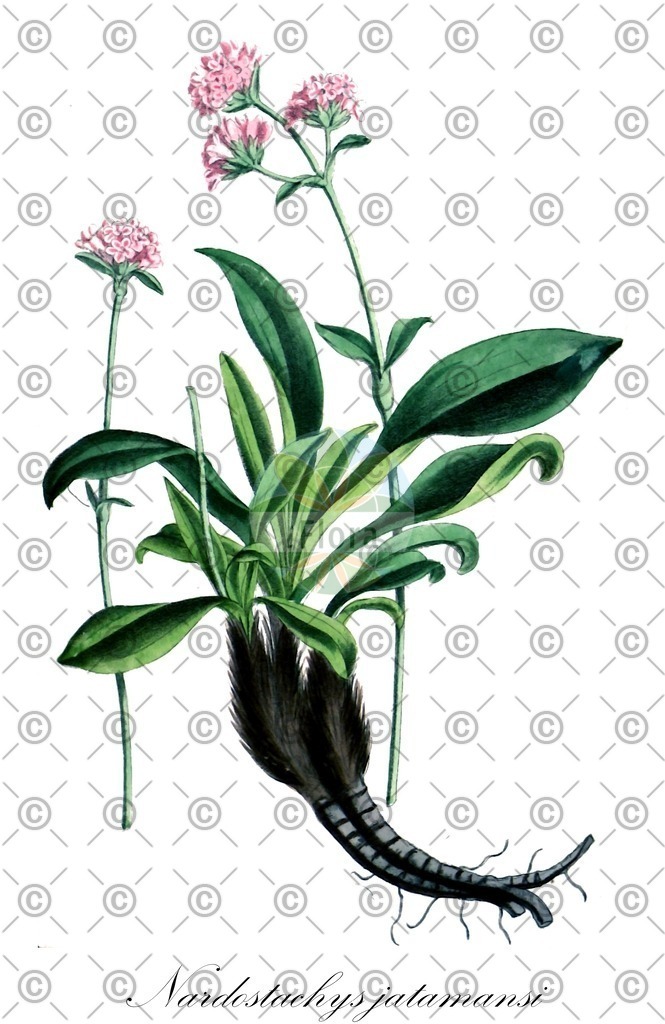 HistAbb_wfo-0000382469_1_ENZY_Simple | Historische Abbildung von Nardostachys jatamansi - Caprifoliaceae | Historical Illustration of Nardostachys jatamansi - Caprifoliaceae