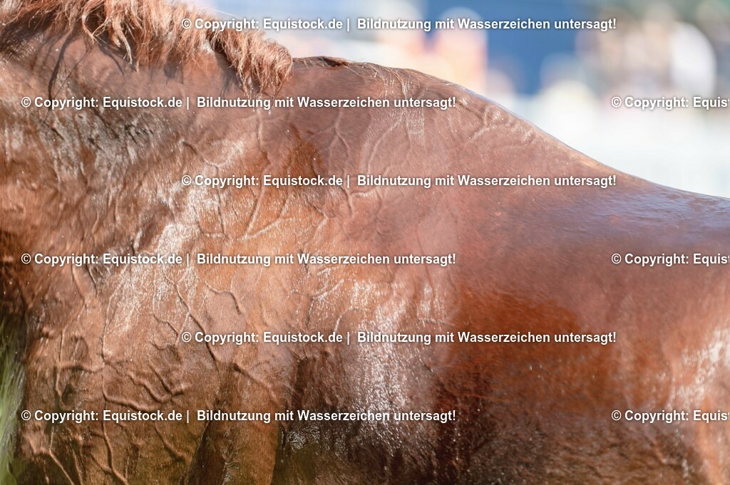 20230527_27_CCI4_Gelände_0193 | equistock