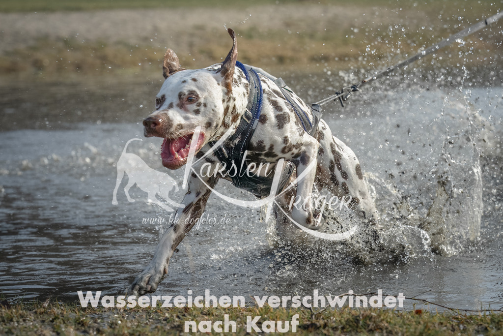 1054_ZZ90608-Bearbeitet | kk-dogfotos