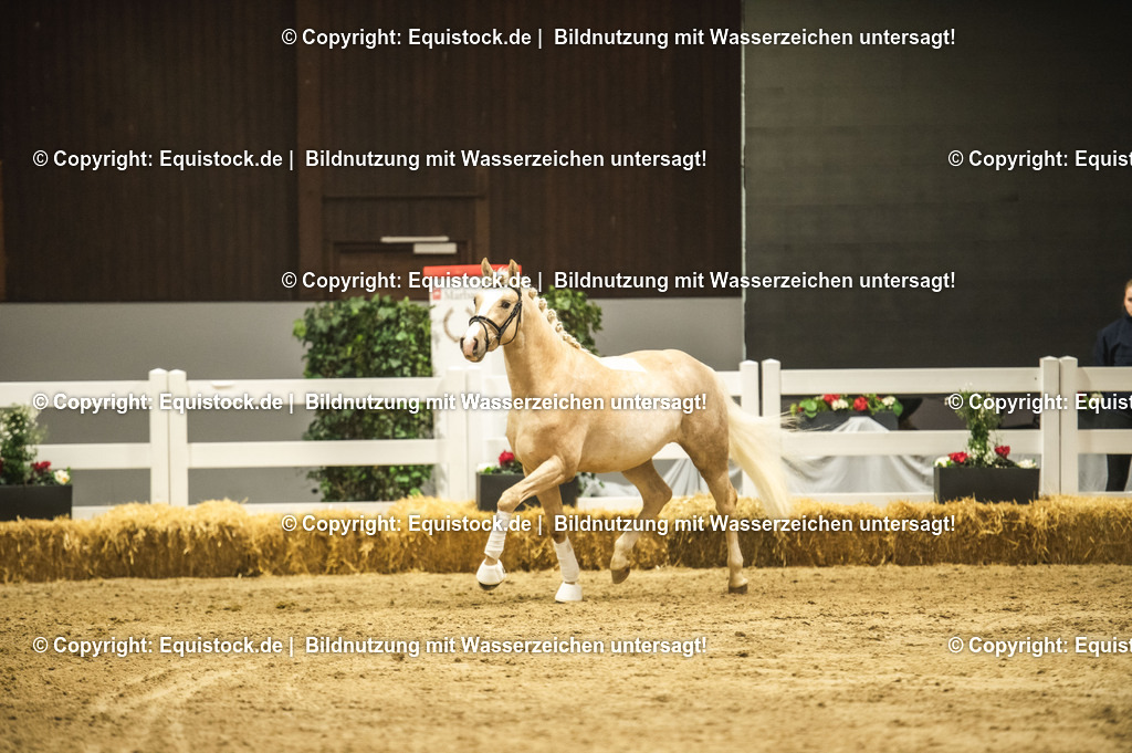 20240302_Hengstvorstellung_Marbach_TOMsPiC_0848 | equistock