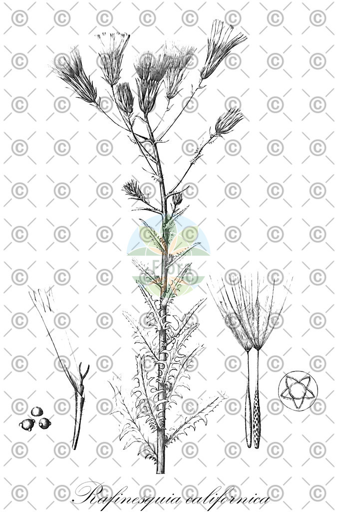HistAbb_7PXB9_1_ENZY_Simple | Historische Abbildung von Rafinesquia californica - Asteraceae | Historical Illustration of Rafinesquia californica - Asteraceae