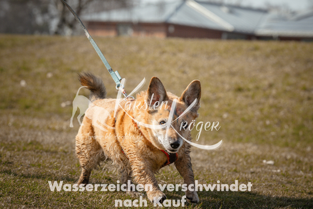 1031_ZZ92837 | kk-dogfotos