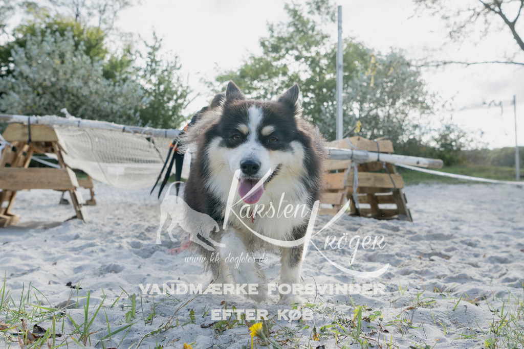 1321_ZZ96124 | kk-dogfotos