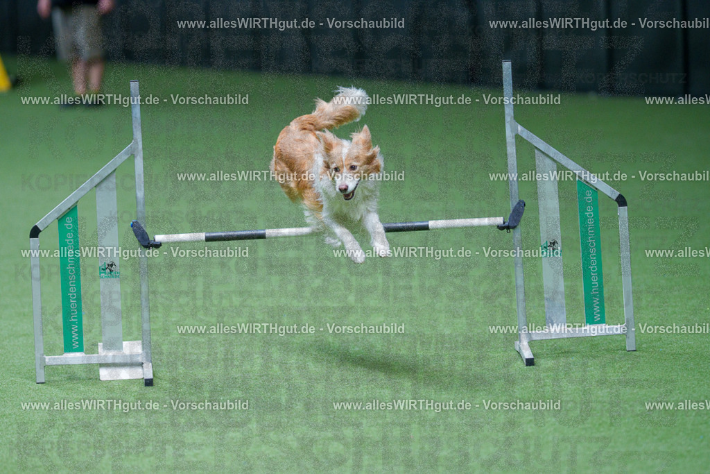 @allesWIRTHgut_Tierfotografie - www.allesWIRTHgut.de - 2604261004-7R508341 | Professionelle Tierfotografie in Mönchengladbach von Daniel Wirth (allesWIRTHgut). Liebevolle & natürliche Bilder von Hunden & Katzen für unvergessliche Erinnerungen.