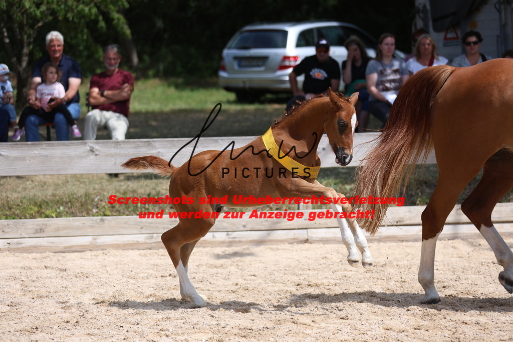 Fohlenschau_Schwäbisch_Hall_springbetonte_Fohlen_SIEGERFOHLEN_KN 22_13 | lmwpictures - Realisiert mit Pictrs.com
