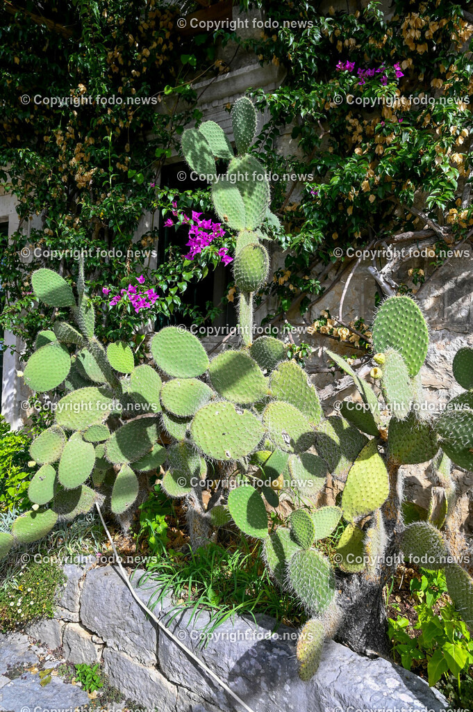 Arboretum von Trsteno_ Kroatien_ 11.10.2023-82 | 11.10.2023, Kroatien, HRV, Trsteno im Bild Arboretum, Trsteno, Hafen, Pflanzen, Brunnen, Neptunbrunnen, Wege, Palmen, Eukalyptus, Lorbeer, Kakteen, Zitrus, Oliven, Filmkulisse Game of Thrones

Das Arboretum von Trsteno befindet sich etwa 18 Kilometer nordwestlich der Stadt Dubrovnik im Sueden Kroatiens. Als einziges Arboretum an der oestlichen Adria-Kueste stellt es die aelteste Sammlung exotischer Baeume und Pflanzen des Landes dar.
Die Gartenanlage befindet sich entlang der Kuestenstraße zwischen den Ortschaften Orašac und Slano.
Quelle: Wikipedia