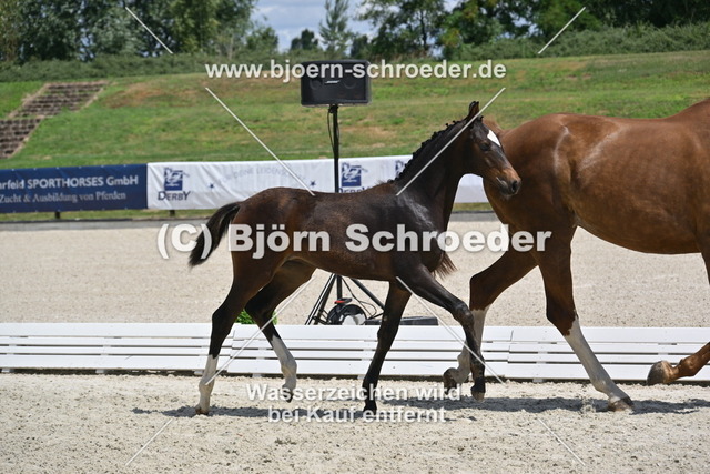30_Escaneno - Quaterback_935_2112 | Björn Schroeder Pferdefotografie