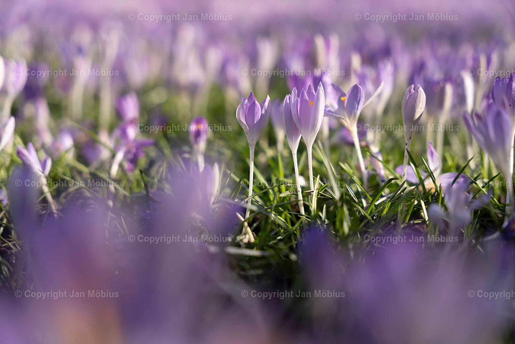 _DSC3531 | Leipzig Wandbilder Drucke Prints Leinwand Stadtmotive Leipzig Fotosdruck Kunstdrucke Bilder Leipzig Stadtansichten Acrylglasbilder Leipzig Wanddeko Fine Art Prints Wandbilder Büro Leipzig Bilder Praxis Zuhause Bilderdruck Poster Posterlounge Kunstdrucke - Realisiert mit Pictrs.com